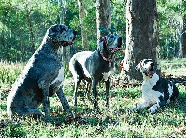 Stormy and Her Pups
