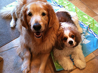 Buddy and Misty